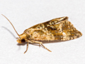 Gynnidomorpha alismana